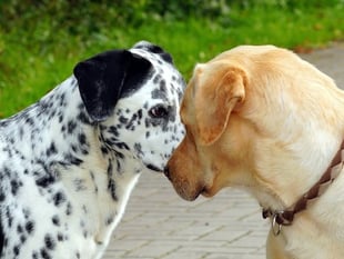 Dogs to go head-to-head for town mental health charity