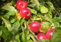 Bere peninsula apple fest on the way