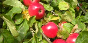 Bere peninsula apple fest on the way