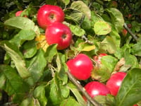 Bere peninsula apple fest on the way