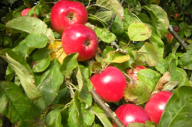 Some of the apples in Carhampton Community Orchard.