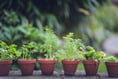 Expert shares top "minimal effort" tips for a beautiful garden
