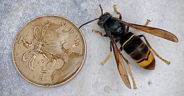 Devon beekeepers alert public to Asian hornet threat