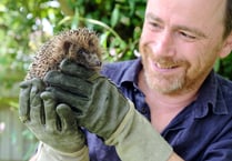 Hedgehog expert to visit Calstock