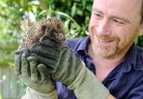 Hedgehog expert to visit Calstock