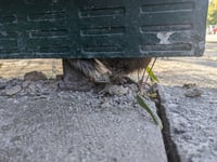 RSPCA and fire service rescue stuck squirrel from bus shelter panel

