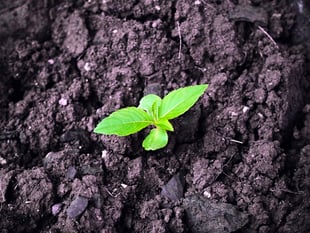 Nominations open for Cornwall Sustainability Awards