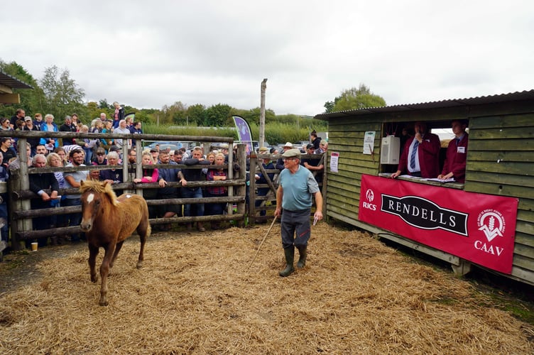 Chagford Pony Drift Sale 2023