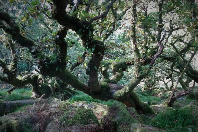 Duchy of Cornwall backs plan to restore Dartmoor’s rainforests