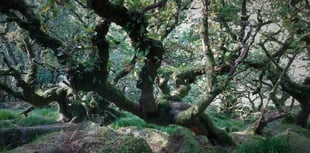 Duchy of Cornwall backs plan to restore Dartmoor’s rainforests