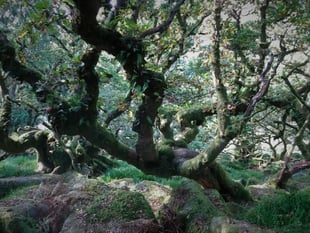 Duchy of Cornwall backs plan to restore Dartmoor’s rainforests