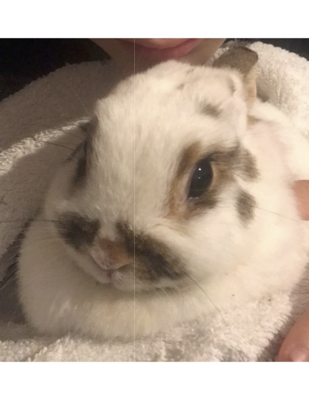 Westmoor Vets: Meet Aimee, our Braveheart of the Month