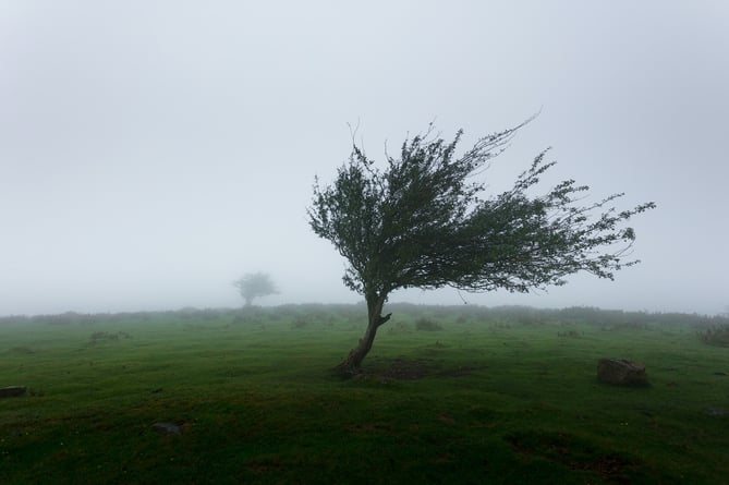 stormy weather tree