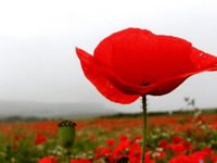 Tamar Valley Remembrance services