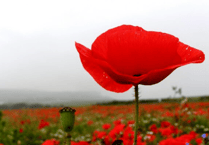 Tamar Valley Remembrance services