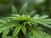 Low number of arrests for cannabis offences in West Devon