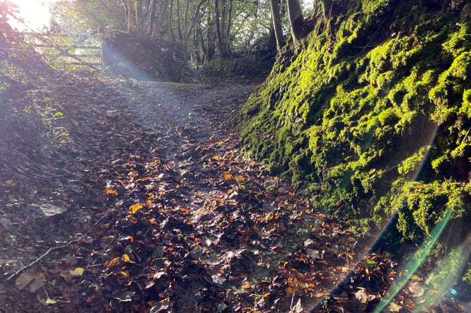 Middlemoor footpath in autumn glory