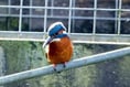 Tavistock photographer captures kingfisher 