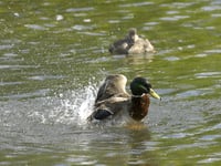 More than 100 water pollution incidents in West Devon since 2018