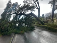 Fallen tree blocking road to Callington