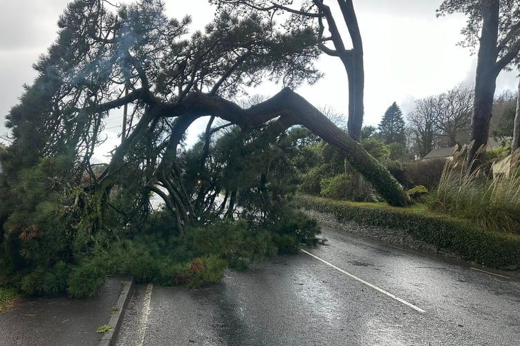 fallen tree st anns