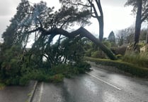 Fallen tree blocking road to Callington