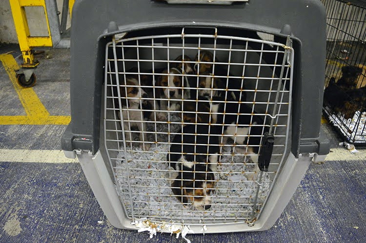 Bill brought forward to stop illegal puppy trade