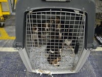 Bill brought forward to stop illegal puppy trade