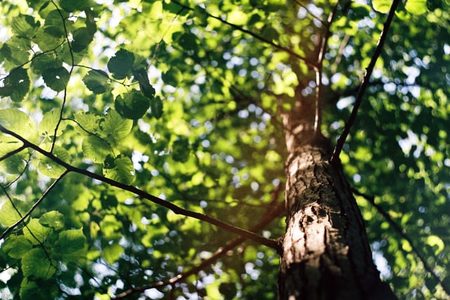 10,000 trees being planted in Devon with help of new tree funding
