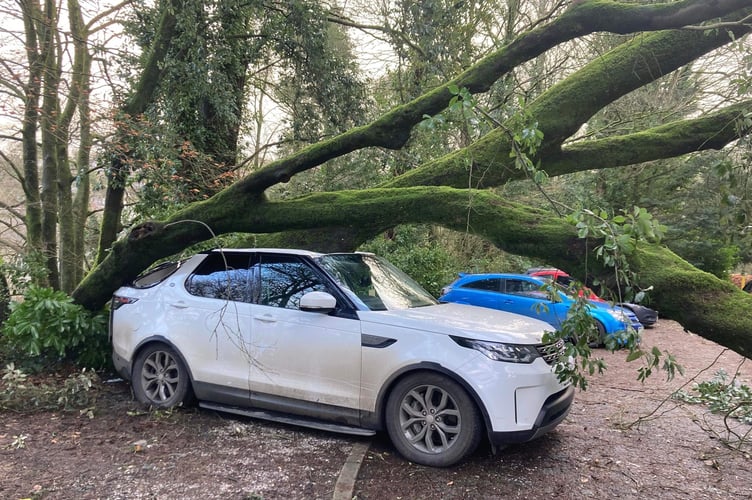 tree misses. car in Abbey Rise