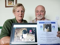 Bere Alston beloved dog missing 