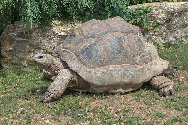 Man sentenced after discovery of dead giant tortoises
