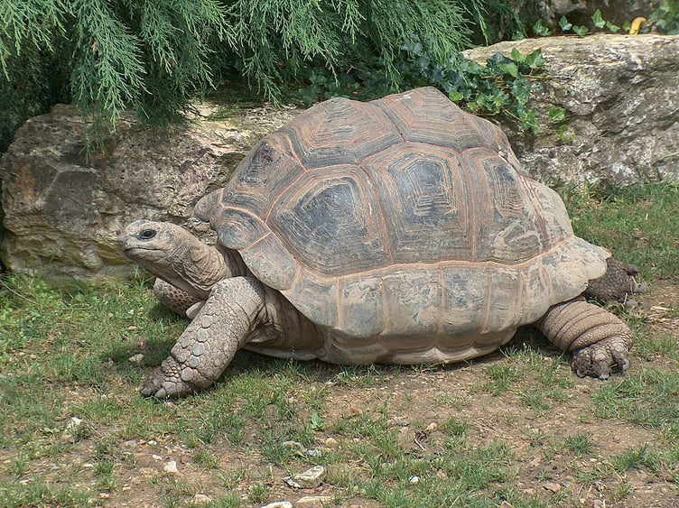 The Aldabra giant tortoise is a protected species