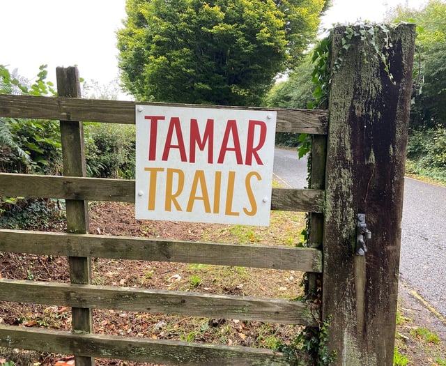 Treetop ride will ‘boost tourism’