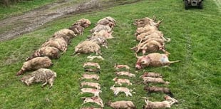 Shock at massacre of sheep at Lamerton farm