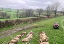 Shock at massacre of sheep at Lamerton farm