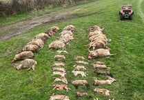 Shock at massacre of sheep at Lamerton farm