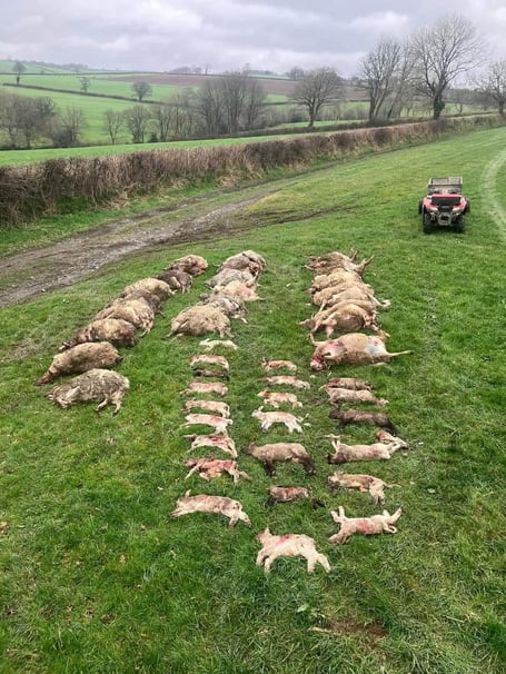 Sheep massacre, by suspected dog at Lamerton