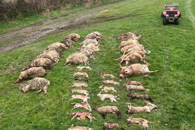 Sheep massacre, by suspected dog at Lamerton