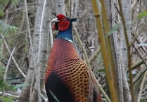 Letter: Pheasants are not the enemy