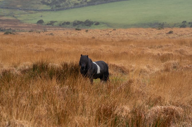 Dartmoor Pony captured on Dartmoor, Devon on March 15th 2024 as over 95,000 people sign a petiton to secure the future of the hill ponies who face possible extinction.  Release date â March 15, 2024.  A petition has been launched to save the famous Dartmoor ponies - which campaigners claim are at risk of ''extinction''.  Nearly 100,000 signatures are calling on the government to halt the decline in the number of ponies that have freely roamed for centuries.  Figures show 20 years ago there were 7,000 Dartmoor Hill ponies roaming free on Dartmoor in Devon - today there are only 1,000.  Natural England has introduced new rules on the moorland - which mean farmers will now have to pay for grazing the ponies on common land.  But a petition launched  by Joceline Hibbs is urging people to save the Dartmoor hill ponies from ''extinction''. 
