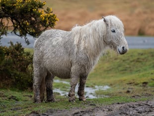 Campaign launched to save Dartmoor ponies "from extinction"