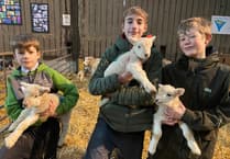 Yelverton farm's public lambing week