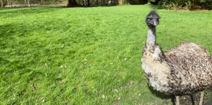 Motorists advised to beware of emu loose on road
