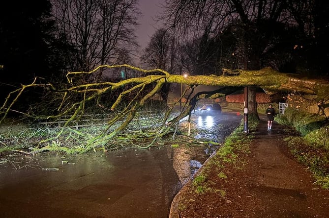 Tree down in Down Road which blocked the road last night (Tuesday).