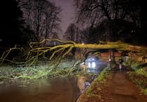 Tavistock road blocked by fallen tree for a few hours last night