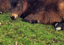 Bere Alston mini Shetland Ponies training to be therapy animals