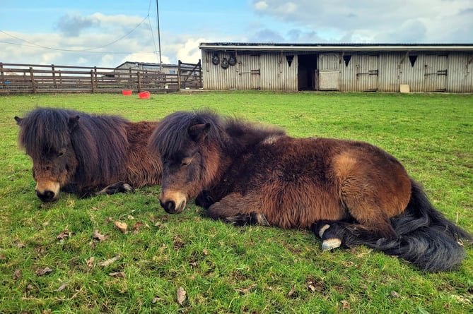 Collytown Therapy trainee ponies Pooh and Piglet
