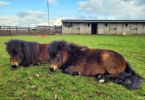 Bere Alston mini Shetland Ponies training to be therapy animals