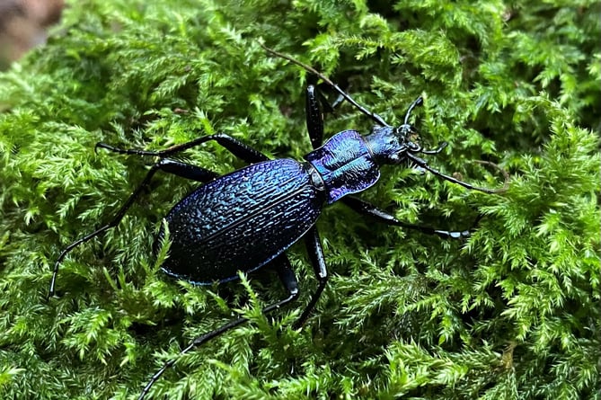 Carabus intricatus Blue Ground Beetle.